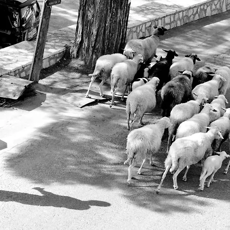 Zefiros Traditional Paleokastritsa